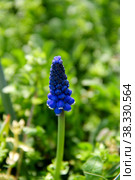 One blue muscari on green grass. Стоковое фото, фотограф Ирина Кротова / Фотобанк Лори