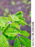 Eleutherococcus senticosus, Siberian ginseng, twig with new leaves at spring. Стоковое фото, фотограф Короленко Елена / Фотобанк Лори