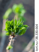 Eleutherococcus senticosus, Siberian ginseng twig at spring. Стоковое фото, фотограф Короленко Елена / Фотобанк Лори