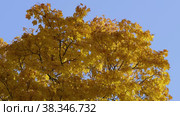 Екатерининский парк (Царское Село). Ветви осенних кленов. Catherine Park (Tsarskoye Selo). Branches of autumn maples. (2021 год). Редакционное видео, видеограф Евгений Романов / Фотобанк Лори