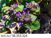 Яснотка пурпурная (лат. Lamium purpureum). Цветок. Крупно. Стоковое фото, фотограф Зобков Юрий / Фотобанк Лори