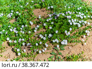 Вьюнок полевой (лат. Convolvulus arvensis) Стоковое фото, фотограф Зобков Юрий / Фотобанк Лори