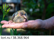 Pigeon cheep er nestling little sitting on hand. Стоковое фото, фотограф Светлана Акифьева / Фотобанк Лори