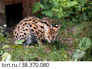 Бенгальская кошка (prionailurus bengalensis) Стоковое фото, фотограф Наталья Волкова / Фотобанк Лори