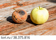 Fresh and rotten apples lie on a weathered wooden table. Стоковое фото, фотограф FotograFF / Фотобанк Лори