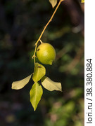 One ripe lemon on a branch close-up. Стоковое фото, фотограф Татьяна Ляпи / Фотобанк Лори