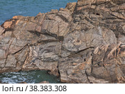 Seals on the rock, New Zealand. Стоковое фото, фотограф Сергей Стрелков / Фотобанк Лори
