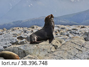 Seals on the island in Beagle channel close Ushuaia city, Tierra del Fuego, Argentina (2019 год). Стоковое фото, фотограф Сергей Стрелков / Фотобанк Лори