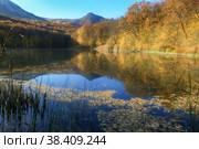 Autumn landscape where yellow trees near the lake are reflected in the water in the mountains. Стоковое фото, фотограф Яна Королёва / Фотобанк Лори