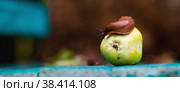 Close-up of the Spanish slug Arion lusitanicus on a green apple. Big slimy brown snails crawling around the garden. The invasion damages the leaves and crops. Collection of invasive species. Стоковое фото, фотограф Photojuli / Фотобанк Лори