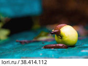 Close-up of the Spanish slug Arion lusitanicus on a green apple. Big slimy brown snails crawling around the garden. The invasion damages the leaves and crops. Collection of invasive species. Стоковое фото, фотограф Photojuli / Фотобанк Лори