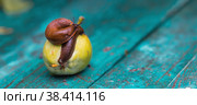 Close-up of the Spanish slug Arion lusitanicus on a green apple. Big slimy brown snails crawling around the garden. The invasion damages the leaves and crops. Collection of invasive species. Стоковое фото, фотограф Photojuli / Фотобанк Лори