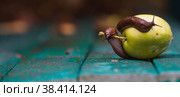 Close-up of the Spanish slug Arion lusitanicus on a green apple. Big slimy brown snails crawling around the garden. The invasion damages the leaves and crops. Collection of invasive species. Стоковое фото, фотограф Photojuli / Фотобанк Лори