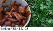 Close-up of the Spanish slug Arion lusitanicus in a bucket. Big slimy brown snails crawling around the garden. The invasion damages the leaves and crops. Collection of invasive species. Стоковое фото, фотограф Photojuli / Фотобанк Лори