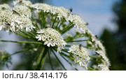 Close-up video of Pleurospermum uralense, the flowering plant from family Apiaceae in natural environment. Стоковое видео, видеограф Сергей Пристяжнюк (Serg Zastavkin) / Фотобанк Лори
