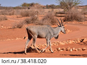 Eland Elenantelope Namibia Africa Red Sand Contrast Portrait. Стоковое фото, фотограф Andreas Muth-Hegener / Фотобанк Лори