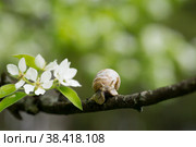 Snail Muller glides on a flowering branch of a pear. Large white mollusk snails with a brown striped shell crawling over vegetables and greens. Pest in the farmer's garden. Стоковое фото, фотограф Photojuli / Фотобанк Лори