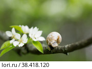 Snail Muller glides on a flowering branch of a pear. Large white mollusk snails with a brown striped shell crawling over vegetables and greens. Pest in the farmer's garden. Стоковое фото, фотограф Photojuli / Фотобанк Лори