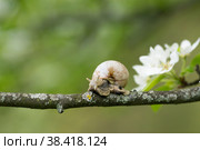 Snail Muller glides on a flowering branch of a pear. Large white mollusk snails with a brown striped shell crawling over vegetables and greens. Pest in the farmer's garden. Стоковое фото, фотограф Photojuli / Фотобанк Лори