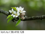 Snail Muller glides on a flowering branch of a pear. Large white mollusk snails with a brown striped shell crawling over vegetables and greens. Pest in the farmer's garden. Стоковое фото, фотограф Photojuli / Фотобанк Лори