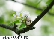Snail Muller glides on a flowering branch of a pear. Large white mollusk snails with a brown striped shell crawling over vegetables and greens. Pest in the farmer's garden. Стоковое фото, фотограф Photojuli / Фотобанк Лори