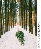 A girl in a white fur coat drags a Christmas tree from the forest on a winter day. Стоковое фото, фотограф Андрей С / Фотобанк Лори