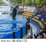 Killer whale,  grampus, orca is worth on the tail (2013 год). Редакционное фото, фотограф Михаил Аккуратoв / Фотобанк Лори