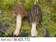 Шапочка сморчковая и сморчок конический (сравнение) Стоковое фото, фотограф Вячеслав Орос / Фотобанк Лори
