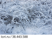 На зимней  прогулке, заиндевевшая трава. Стоковое фото, фотограф Александр Романов / Фотобанк Лори