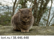 Бездомный кот на улице города. Брошенные животные. голодные, грустные коты. День, Весна. Россия. Стоковое фото, фотограф Виктор Истомин / Фотобанк Лори