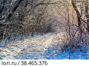 Зимняя дорога в лесу. Стоковое фото, фотограф Виталий Михайлюк / Фотобанк Лори