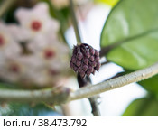 Соцветия (бутоны) воскового плюща Хойя (лат. Hoya). Flower buds Hoya. Стоковое фото, фотограф Любовь Назарова / Фотобанк Лори