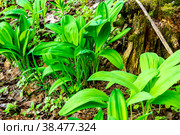 Ramsons or wild garlic grows in spring in forest and is source of vitamins in early spring for animals and people. Стоковое фото, фотограф Дмитрий Коростылев / Фотобанк Лори