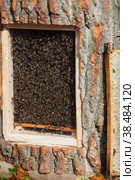 Bee hive. Lots of bees. Autumn honey fair in Moscow. (2018 год). Редакционное фото, фотограф Photojuli / Фотобанк Лори