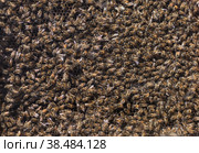 Bee hive. Lots of bees. Autumn honey fair in Moscow. (2018 год). Редакционное фото, фотограф Photojuli / Фотобанк Лори