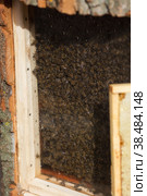 Bee hive. Lots of bees. Autumn honey fair in Moscow. (2018 год). Редакционное фото, фотограф Photojuli / Фотобанк Лори