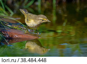 The Common chiffchaff bird stands on a rock sticking out of a pond and looks at its reflection. Стоковое фото, фотограф Игорь Кляхин / Фотобанк Лори