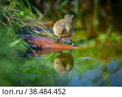 The Common chiffchaff bird stands on a rock sticking out of a pond and looks at its reflection. Стоковое фото, фотограф Игорь Кляхин / Фотобанк Лори