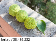 Maclure pomifera or Adam's Apple fruit. Medicinal plants of Crimea. (2019 год). Стоковое фото, фотограф Мария Кошелева / Фотобанк Лори