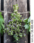 A bunch of cut grass Glechoma hederacea is dried on a rope on a wooden background. Medicinal herb. Preparation of medicinal herbs in early spring. The concept of natural medicine. Стоковое фото, фотограф Мария Кошелева / Фотобанк Лори