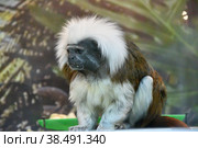Monkey Oedipus Tamarin. Стоковое фото, фотограф Владимир Галкин / Фотобанк Лори