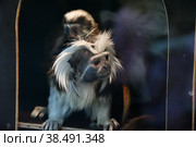 Monkey Oedipus Tamarin. Стоковое фото, фотограф Владимир Галкин / Фотобанк Лори