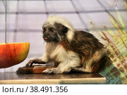 Monkey Oedipus Tamarin. Стоковое фото, фотограф Владимир Галкин / Фотобанк Лори