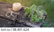 Fresh bunch of cut grass Glechoma hederacea on a wooden background with old scissors and twine, low depth of field. Preparation of medicinal herbs in early spring. The concept of natural medicine. Стоковое фото, фотограф Мария Кошелева / Фотобанк Лори