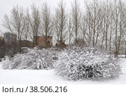 Winter landscape. Snow-covered trees and bushes at Mitino Landscape Park on cloudy day. Moscow, Russia (2022 год). Стоковое фото, фотограф Валерия Попова / Фотобанк Лори