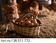 Laying hens next to basket full of fresh eggs in chicken coop. Стоковое фото, фотограф Яков Филимонов / Фотобанк Лори