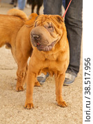 young sharpei. Стоковое фото, фотограф Lekcej / Фотобанк Лори