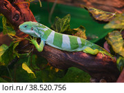 Striped Fijian iguana (Latin. Brachylophus fasciatus) Стоковое фото, фотограф Владимир Галкин / Фотобанк Лори