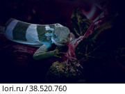 Striped Fijian iguana (Latin. Brachylophus fasciatus) Стоковое фото, фотограф Владимир Галкин / Фотобанк Лори