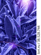 Stahis woolly or stahis leaves of plants that create plant background tinted in a magical blue color. Стоковое фото, фотограф Оксана Медведева / Фотобанк Лори